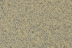 HEK293 cells stored at 4 degrees celsius