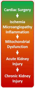 flow-chart-mitochondrial-overview-machanism-of-action